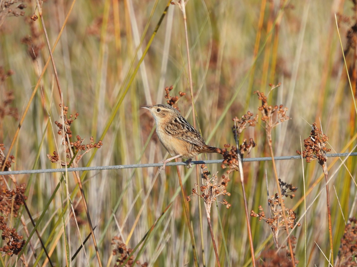 Grass Wren - ML638019334