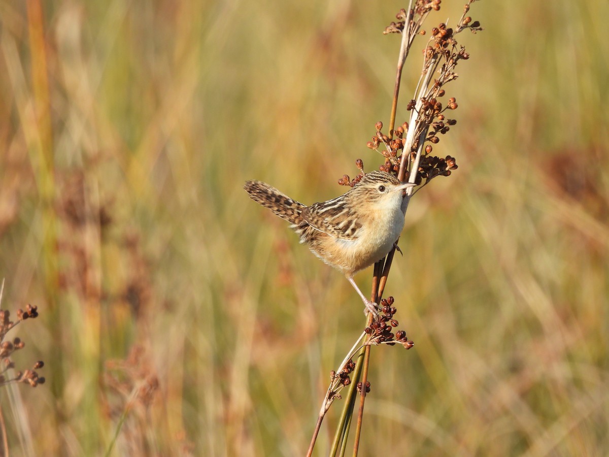 Grass Wren - ML638019335