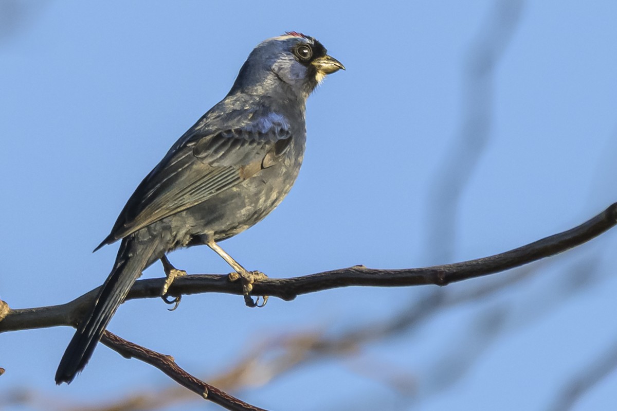Diademed Tanager - ML638019359