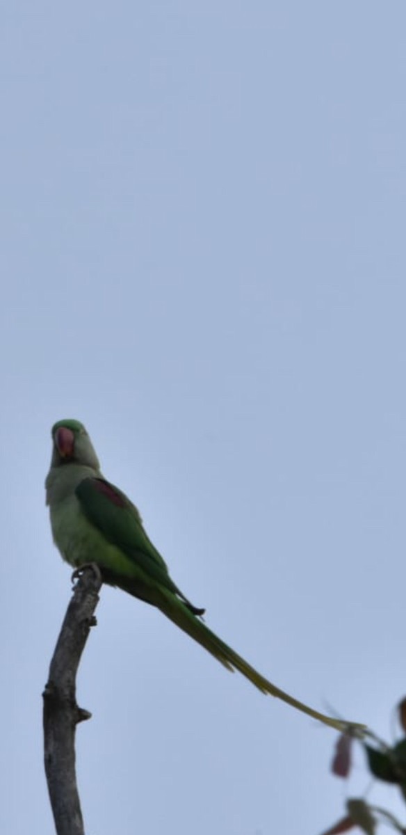 オオホンセイインコ - ML638019363