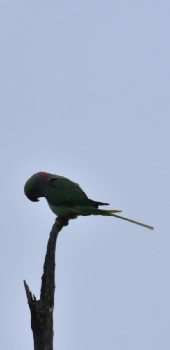 オオホンセイインコ - ML638019369