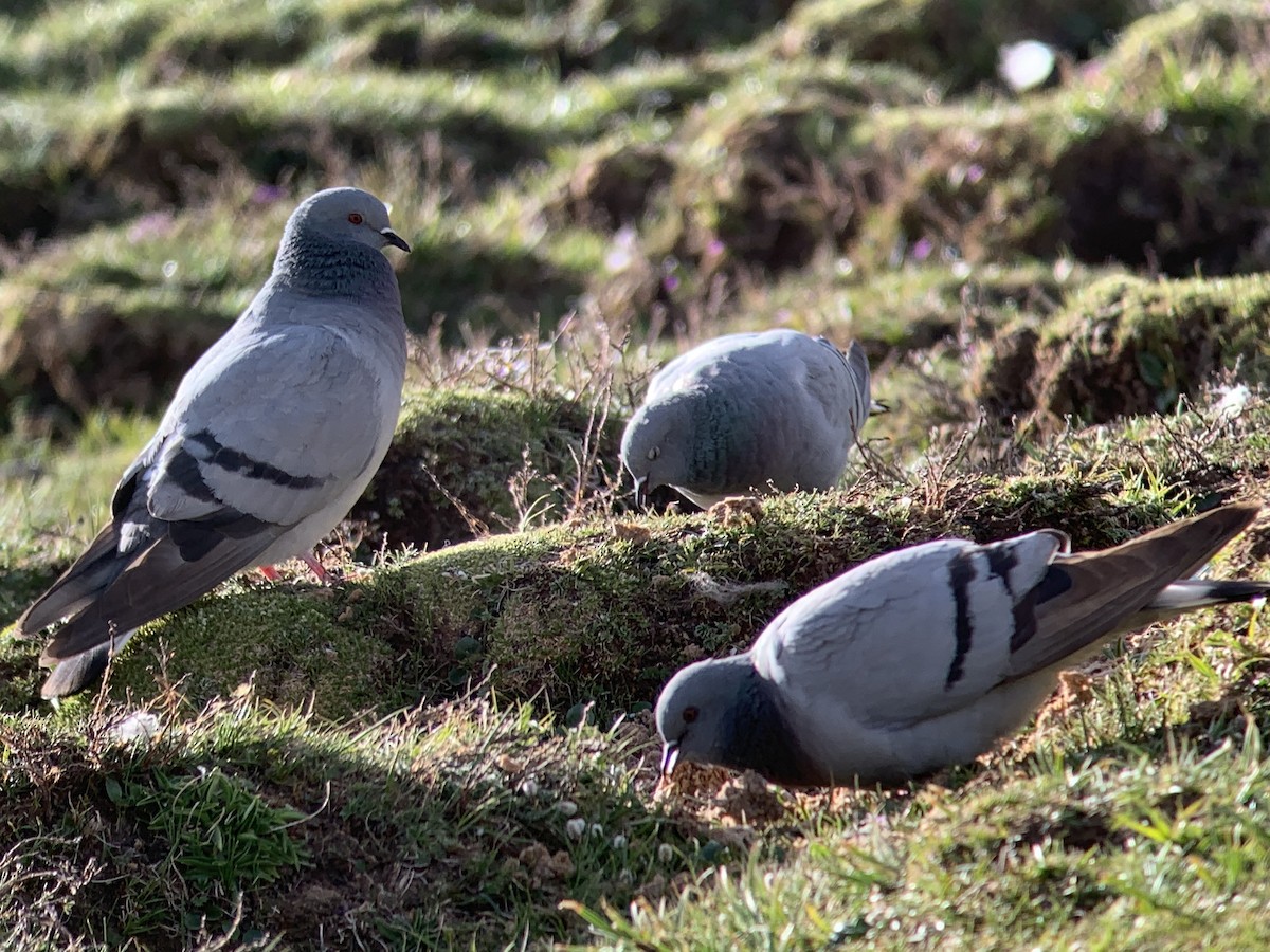 Hill Pigeon - ML638019370