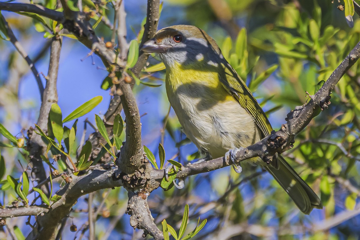 Rufous-browed Peppershrike - ML638019386