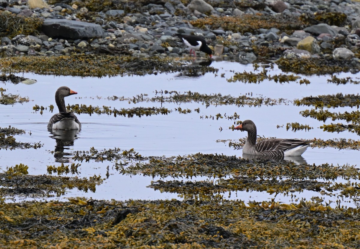 Graylag Goose - ML638019387
