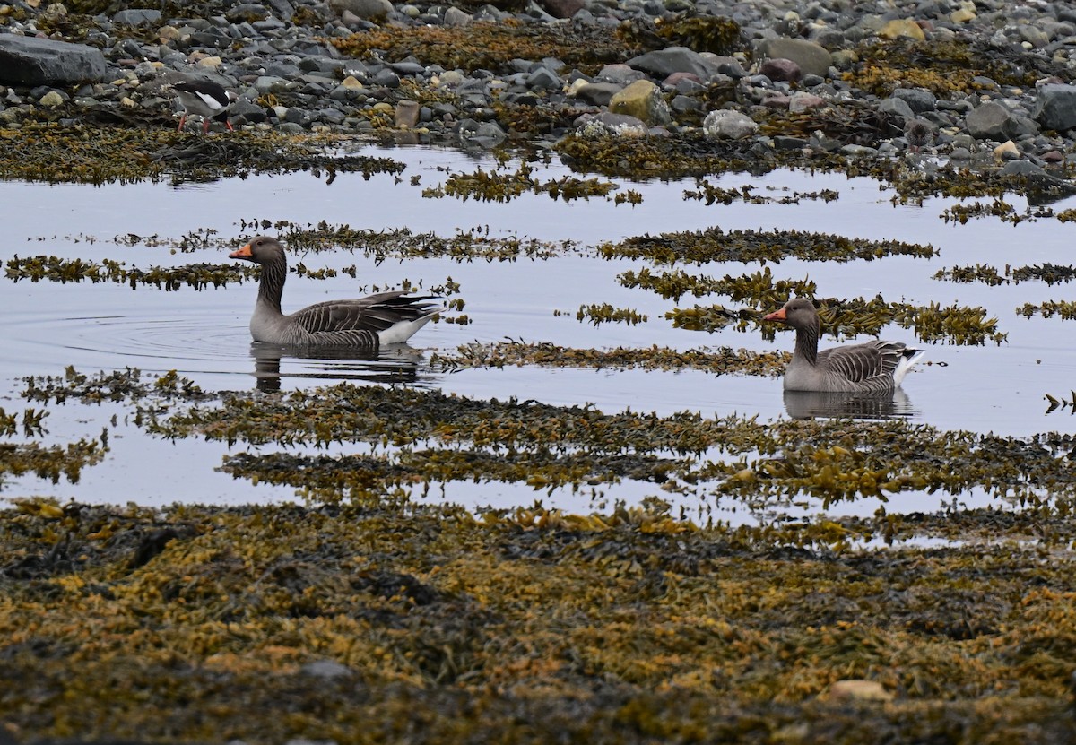 Graylag Goose - ML638019388