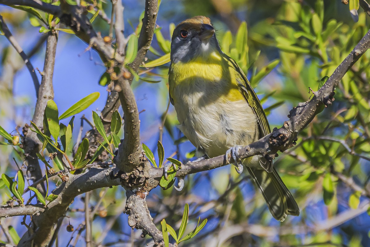 Rufous-browed Peppershrike - ML638019390