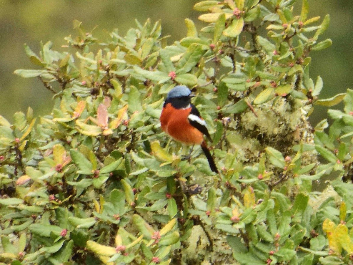 White-throated Redstart - ML638019391
