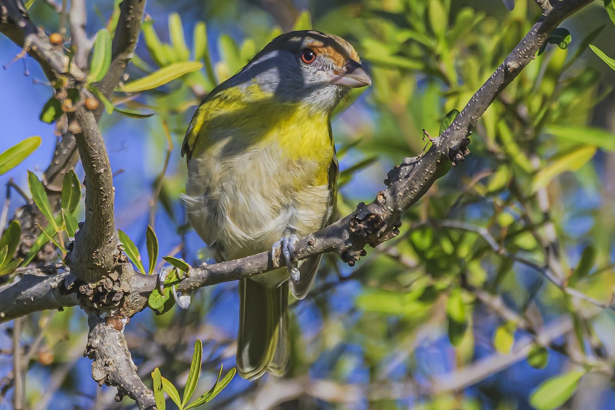Rufous-browed Peppershrike - ML638019392