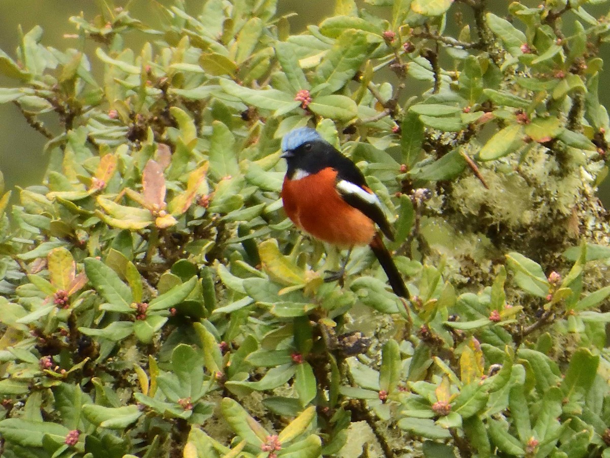 White-throated Redstart - ML638019394