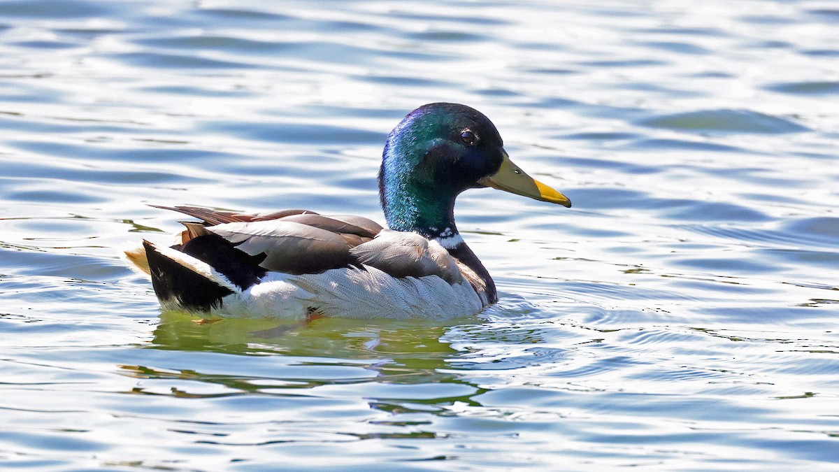 Mallard - ML638019505