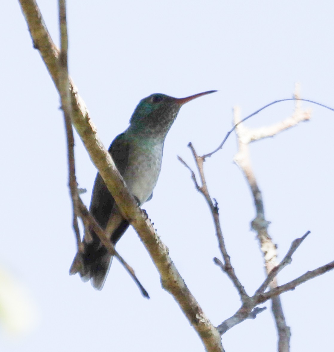 Versicolored Emerald - ML638019528