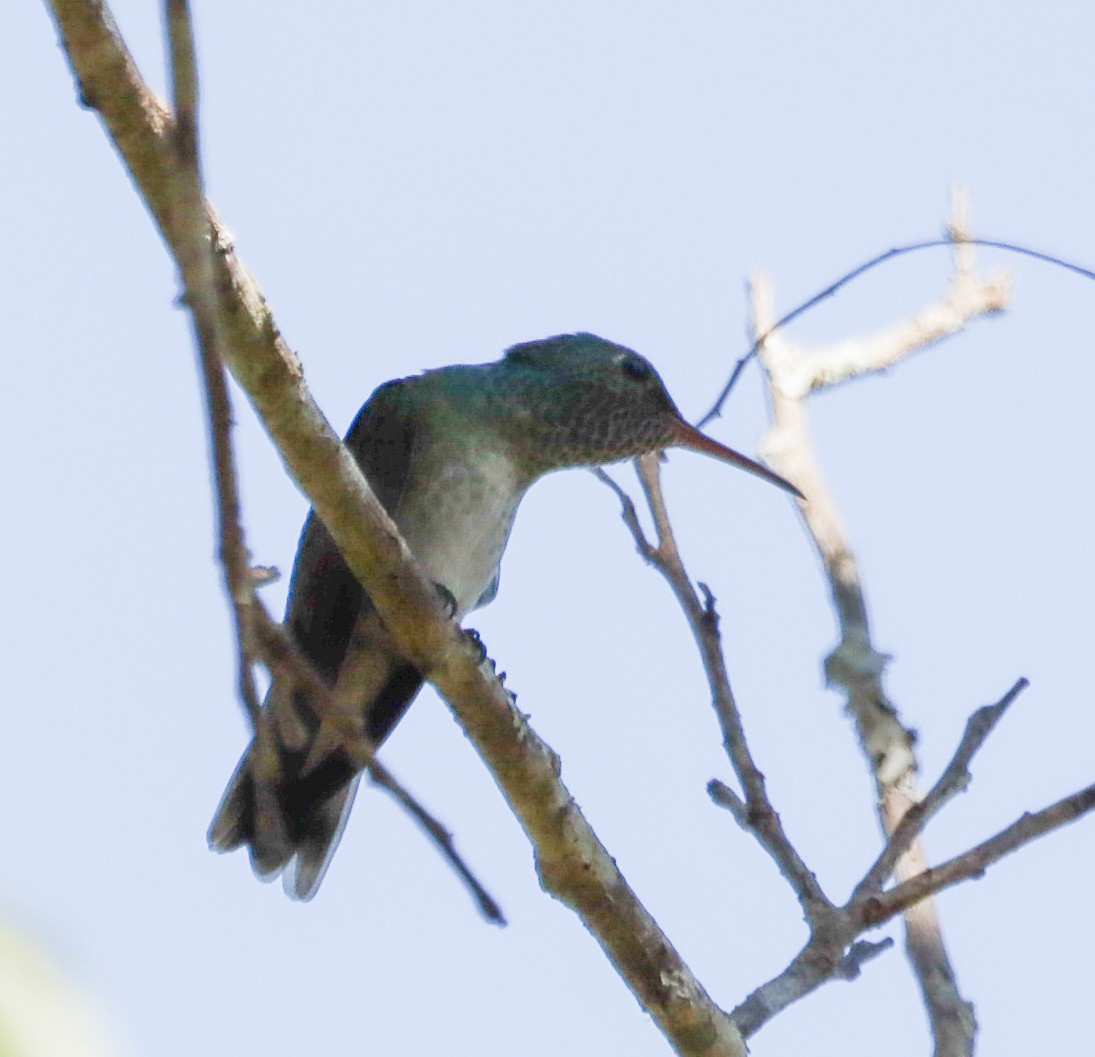 Versicolored Emerald - ML638019530