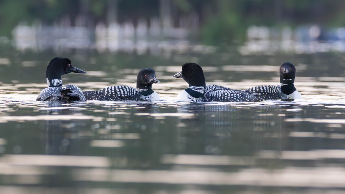 Common Loon - ML638019533