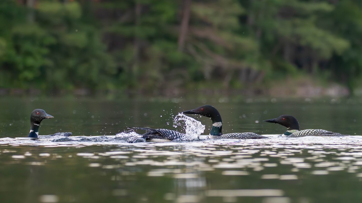 Common Loon - ML638019534