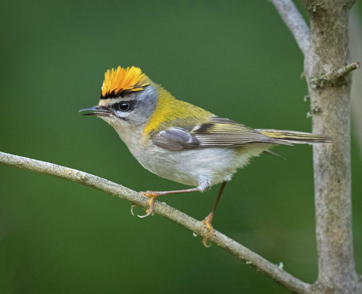 Common Firecrest - ML638019546
