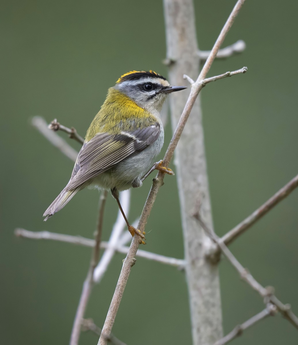 Common Firecrest - ML638019548