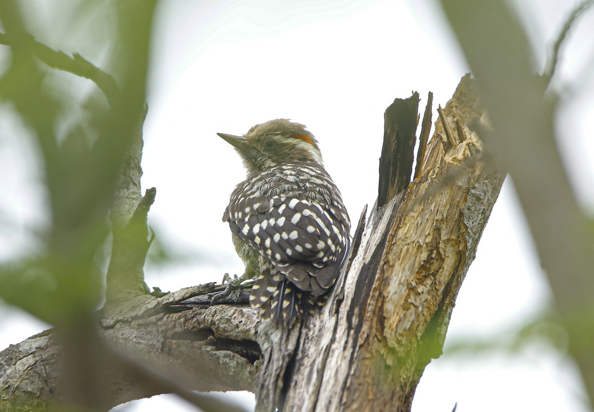 Brown-capped Pygmy Woodpecker - ML638019566