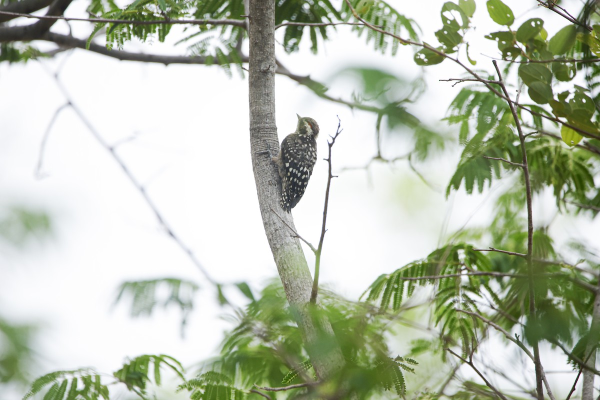 Brown-capped Pygmy Woodpecker - ML638019567