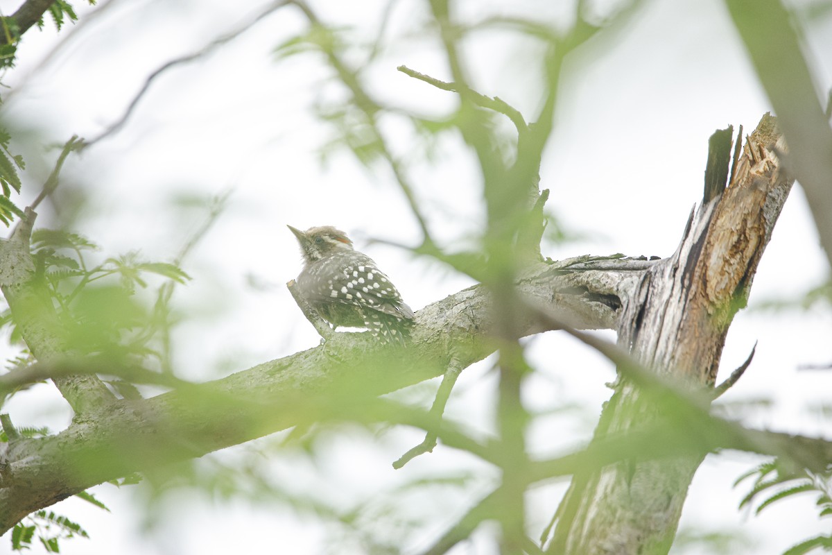 Brown-capped Pygmy Woodpecker - ML638019571