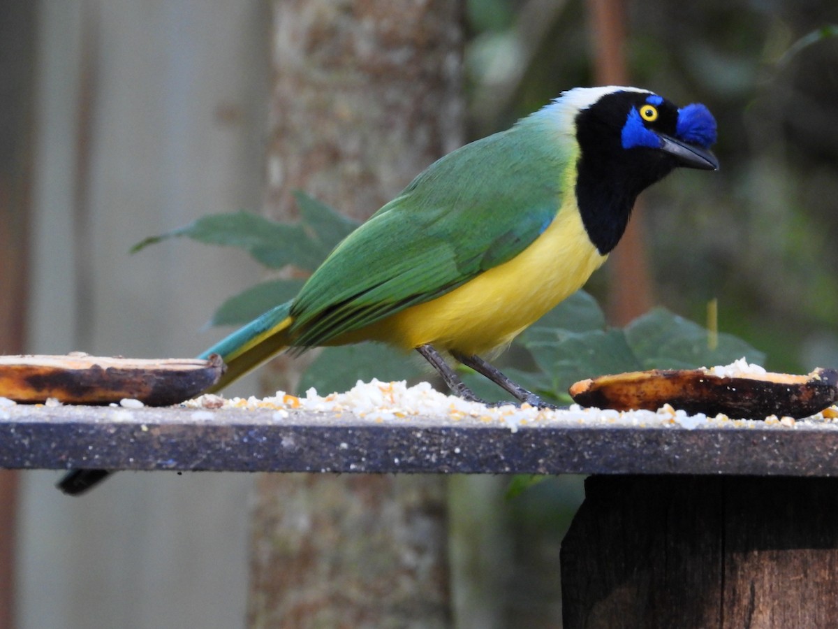 Green Jay - ML638019629
