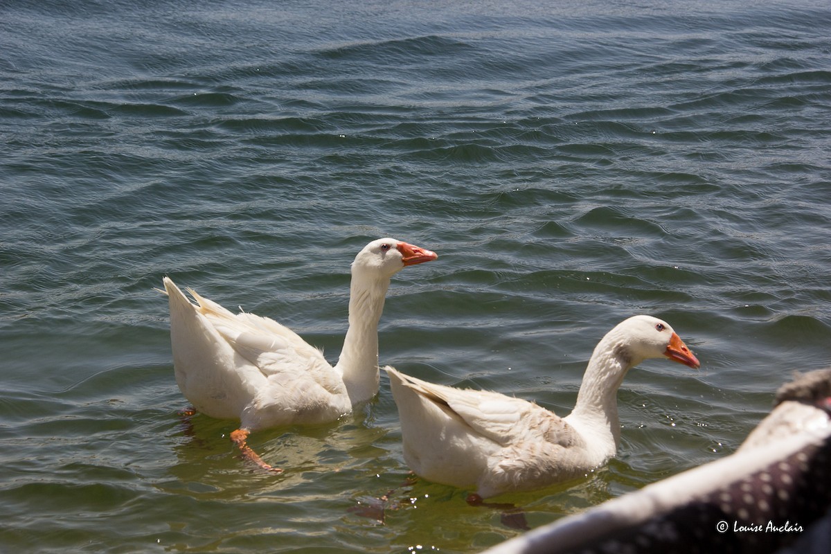 Graylag Goose (Domestic type) - ML638019630