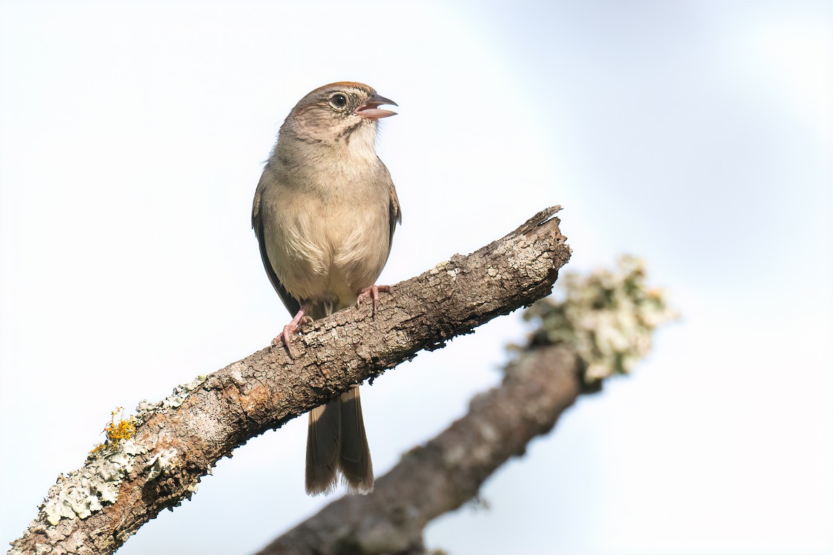 Pas Alınlı Serçe - ML638019631