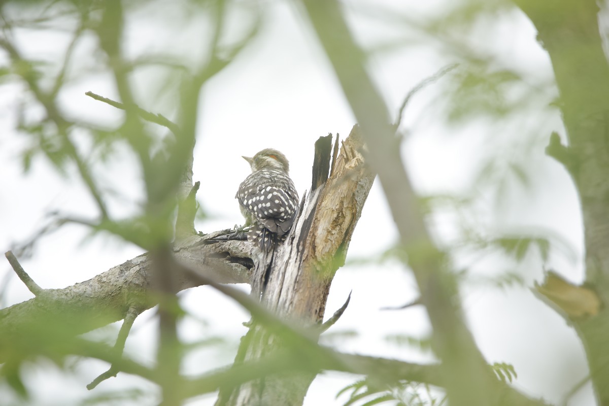 Brown-capped Pygmy Woodpecker - ML638019642