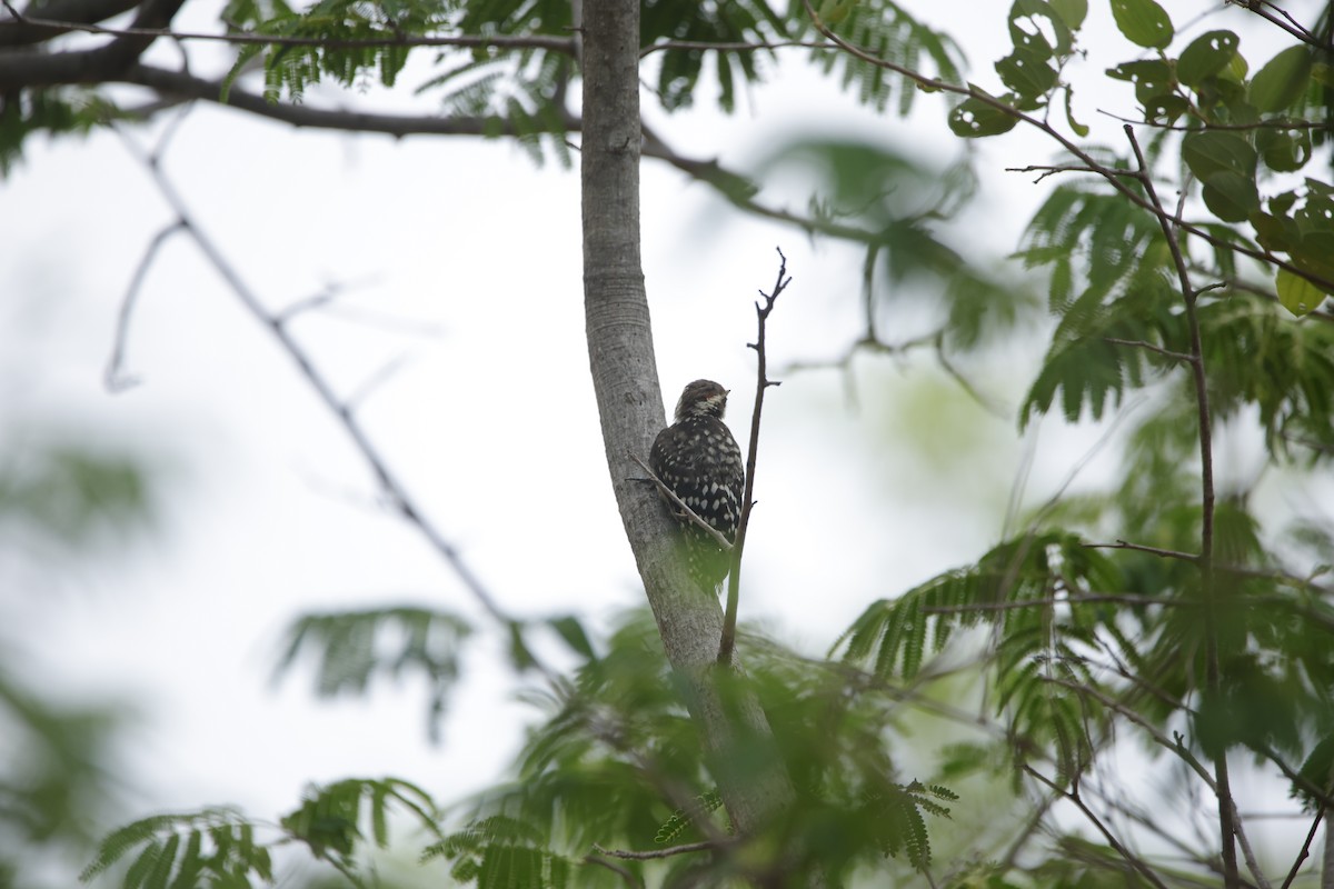 Brown-capped Pygmy Woodpecker - ML638019644