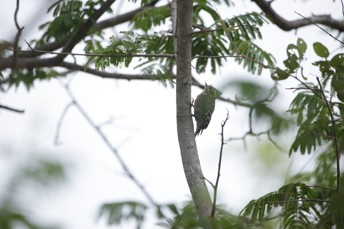 Brown-capped Pygmy Woodpecker - ML638019646
