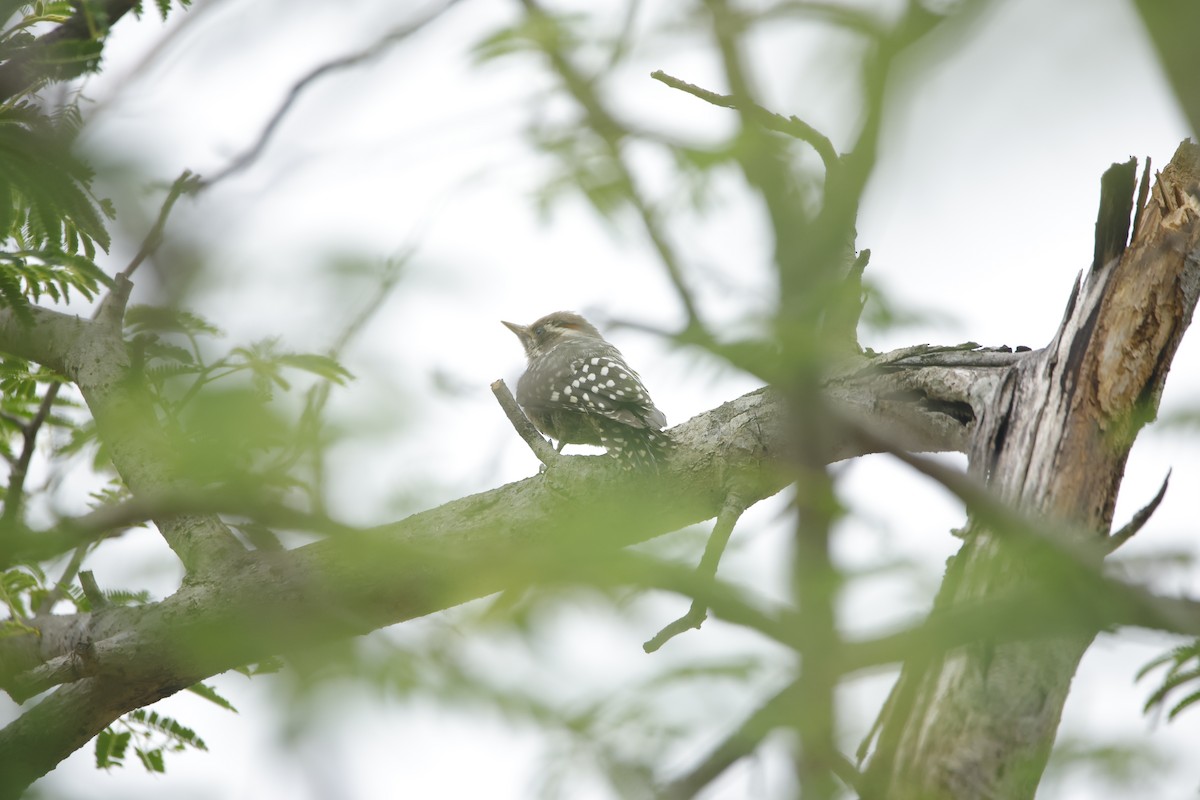 Brown-capped Pygmy Woodpecker - ML638019647