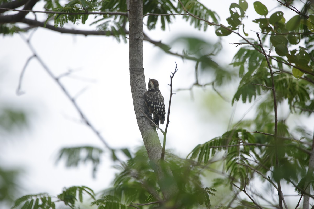 Brown-capped Pygmy Woodpecker - ML638019649