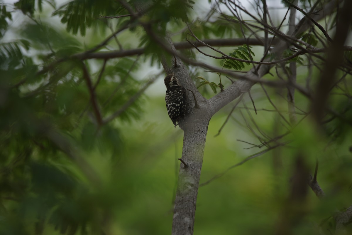 Brown-capped Pygmy Woodpecker - ML638019650