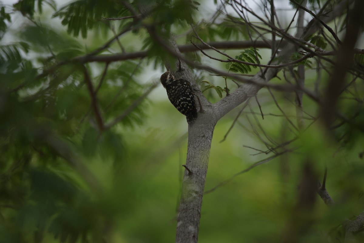 Brown-capped Pygmy Woodpecker - ML638019651