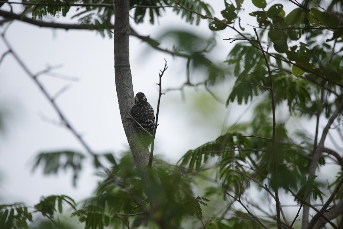 Brown-capped Pygmy Woodpecker - ML638019652