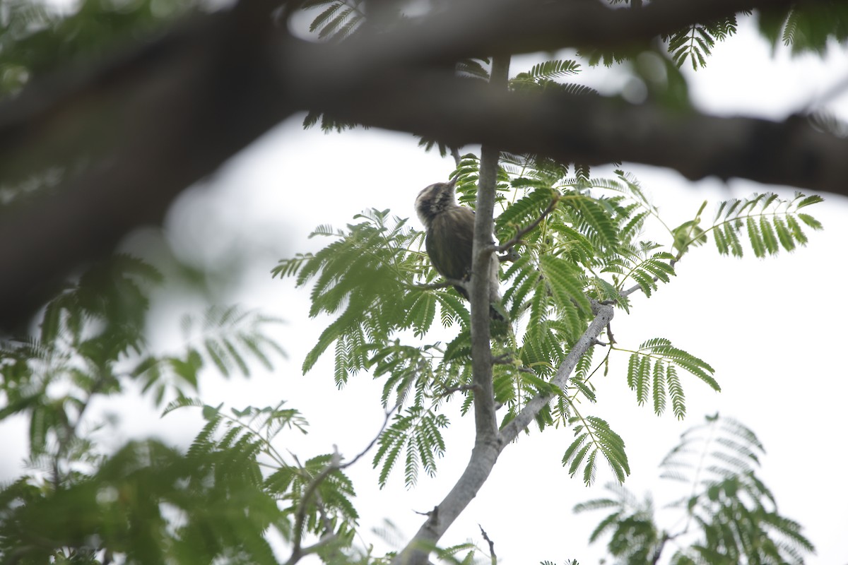Brown-capped Pygmy Woodpecker - ML638019654
