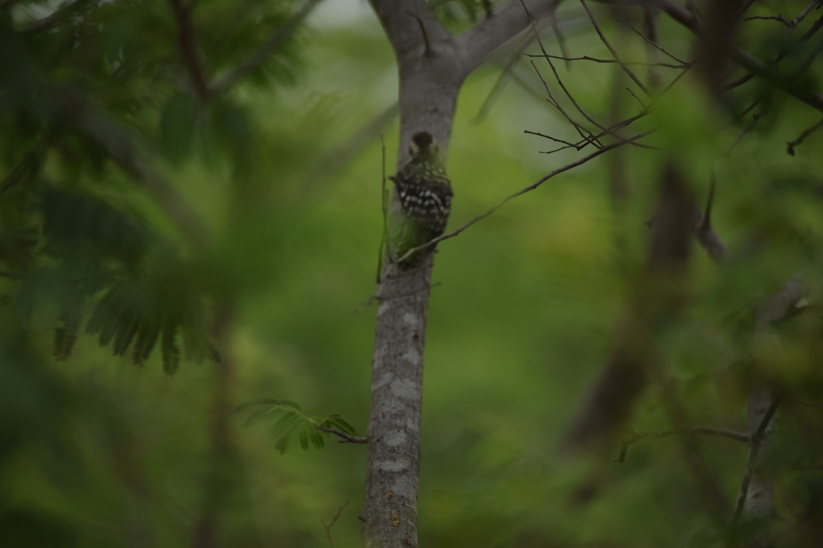 Brown-capped Pygmy Woodpecker - ML638019656