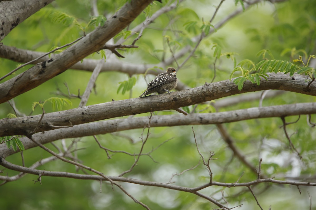 Brown-capped Pygmy Woodpecker - ML638019658