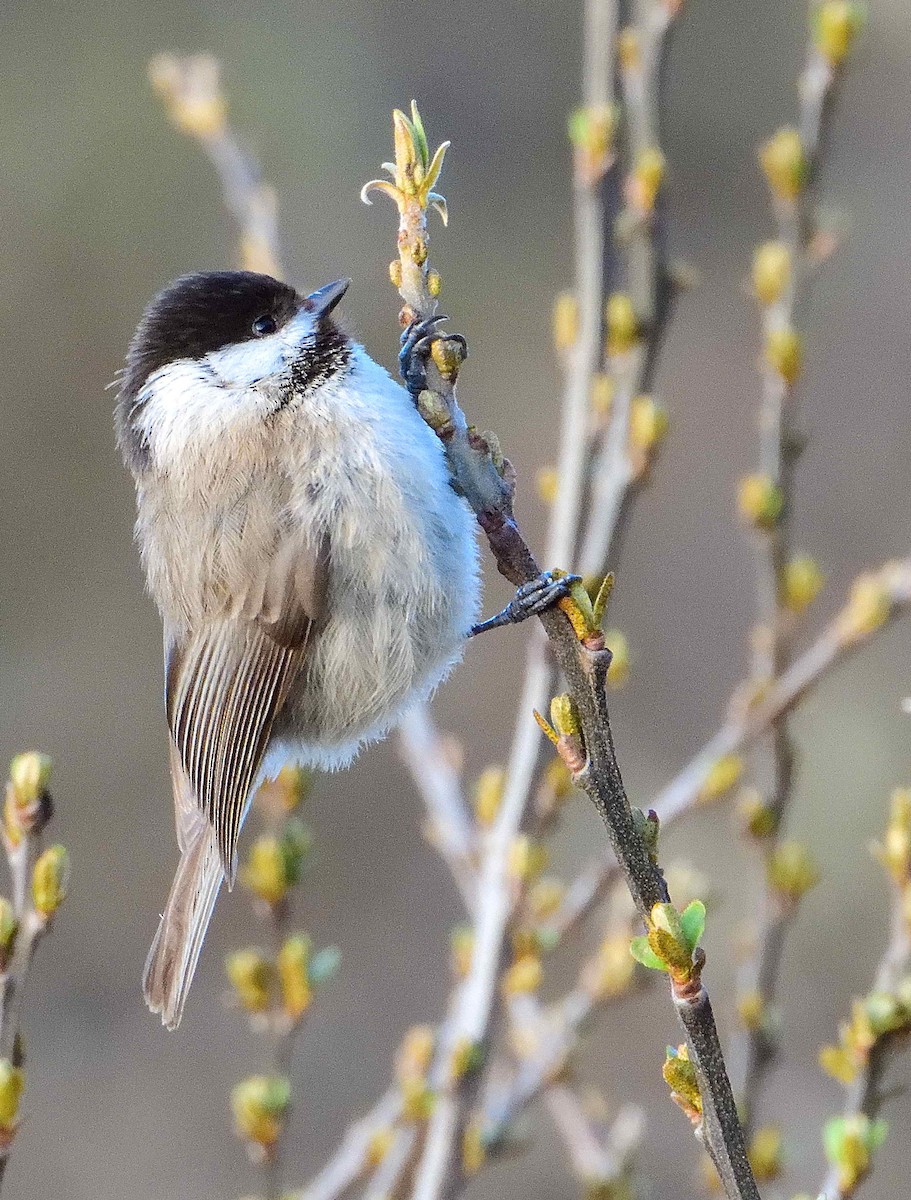 Sichuan Tit - ML638019685