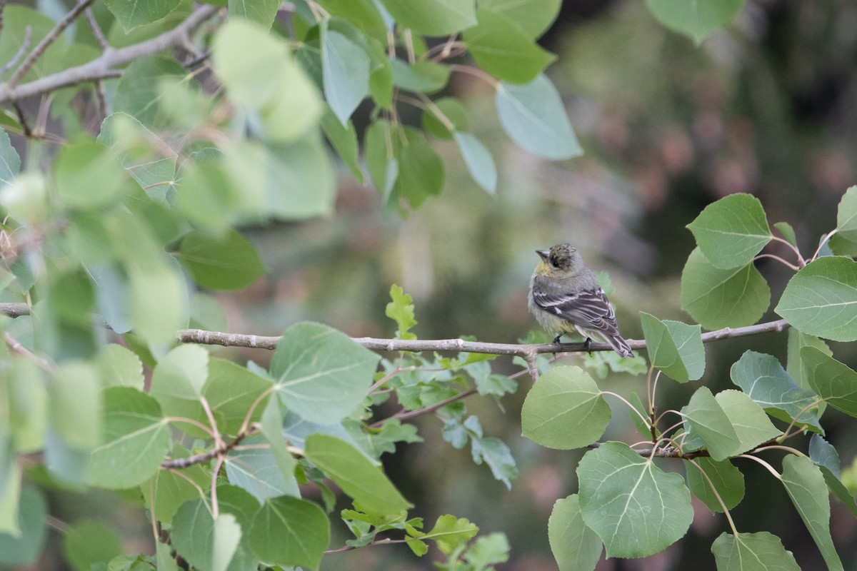 Lesser Goldfinch - ML638019751