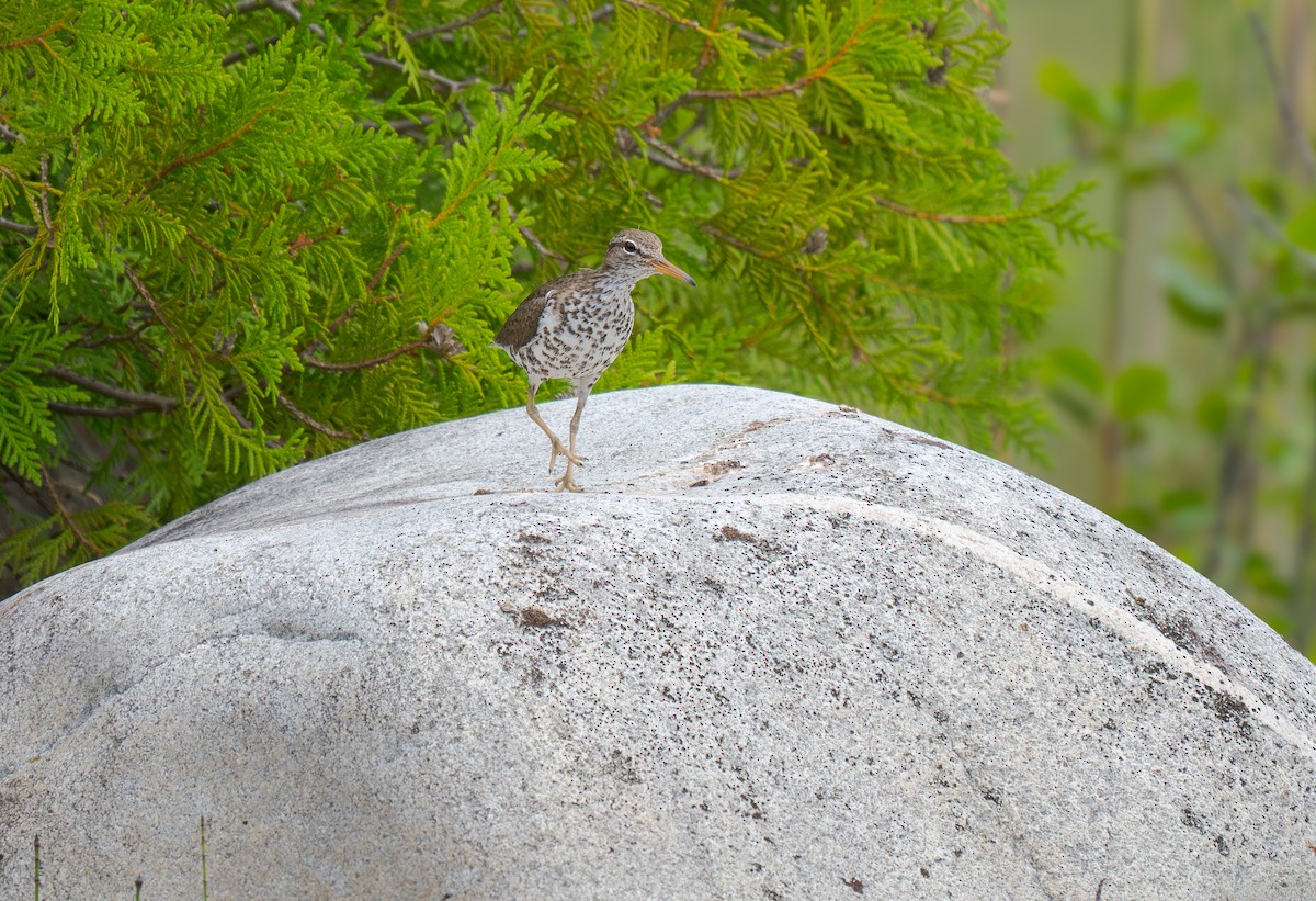 Spotted Sandpiper - ML638019760