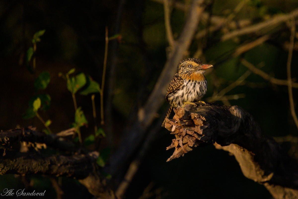 Spot-backed Puffbird - ML638019769