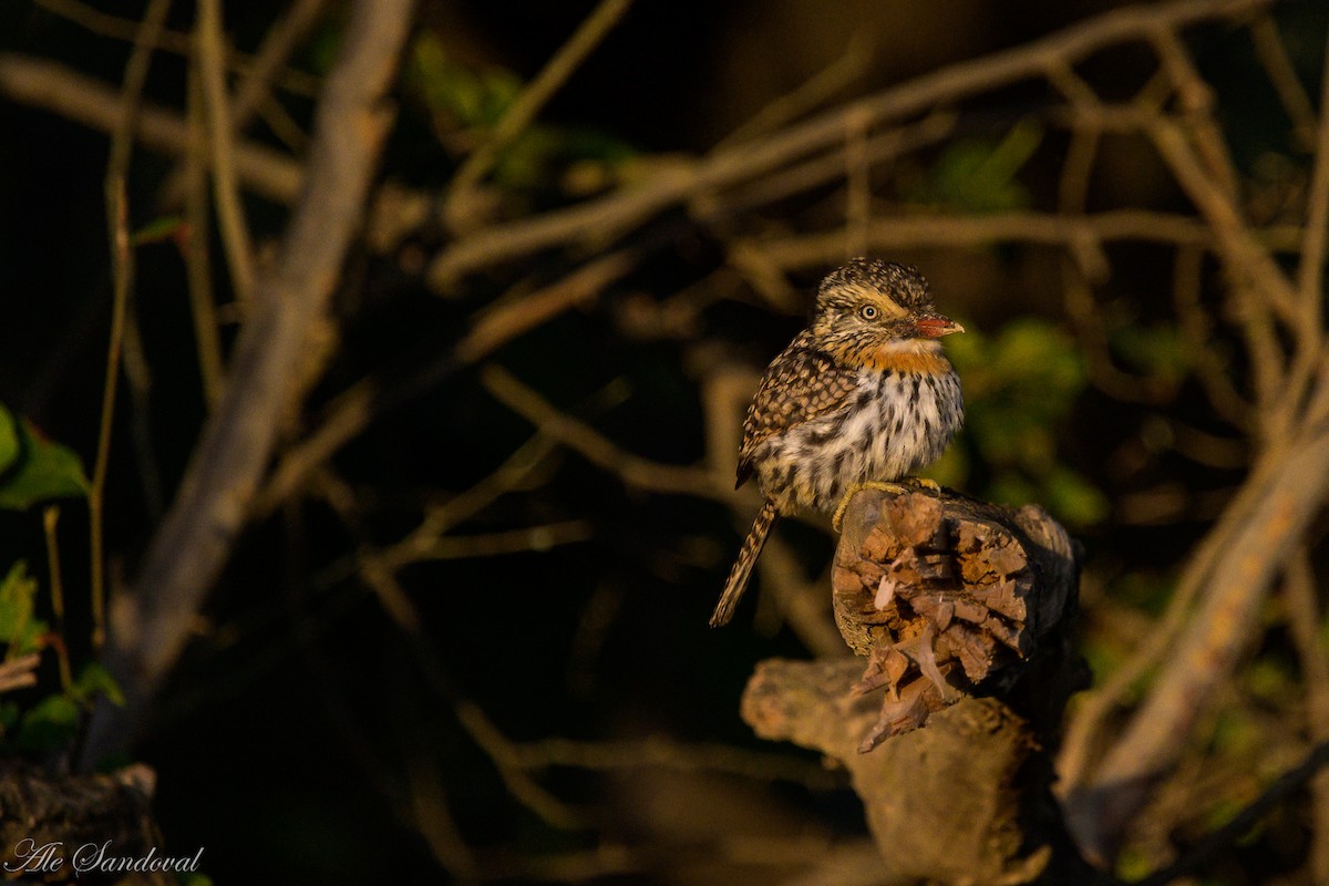 Spot-backed Puffbird - ML638019771