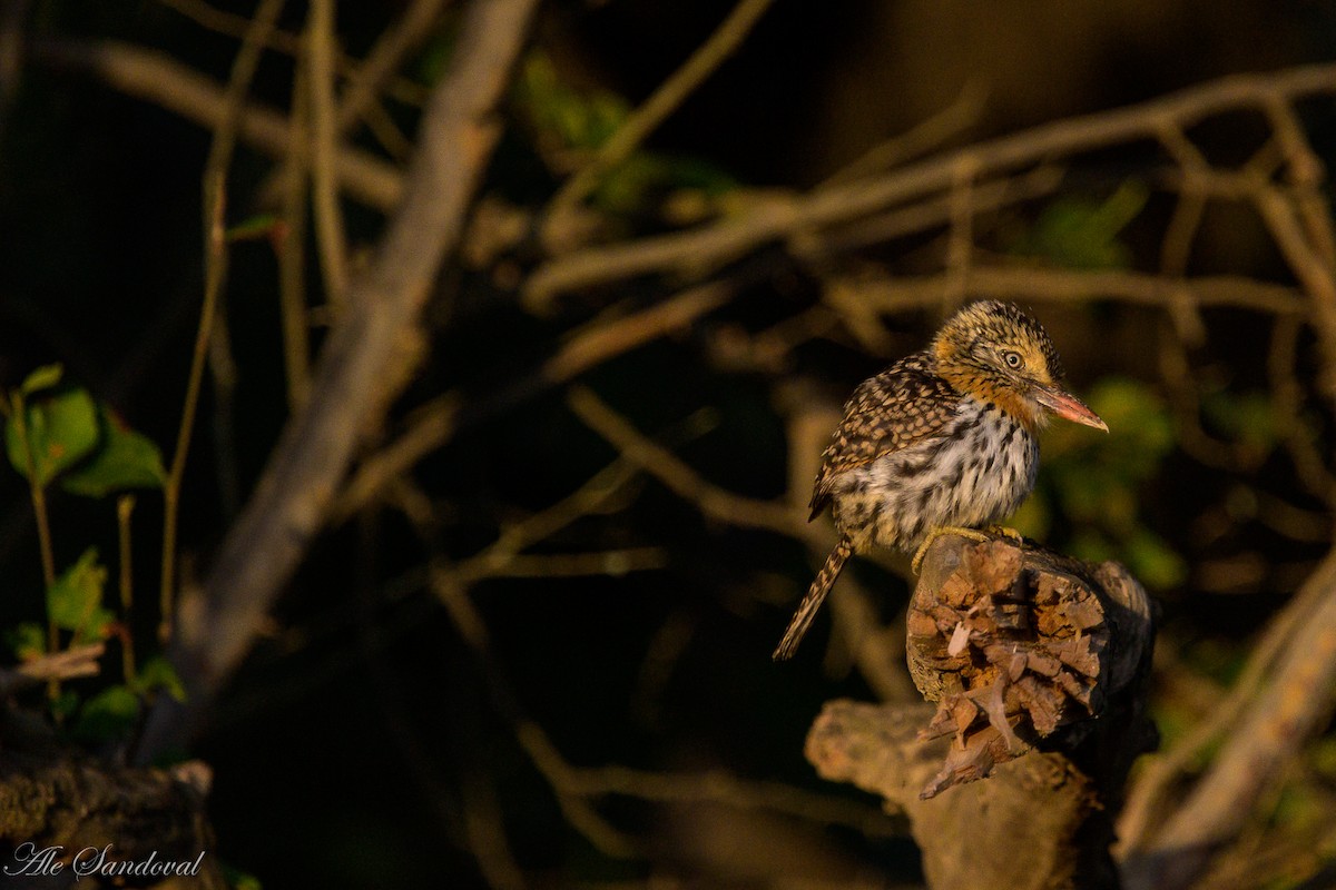 Spot-backed Puffbird - ML638019772