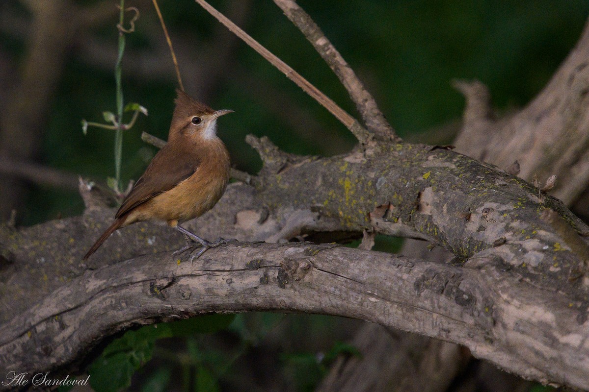 Crested Hornero - ML638019825