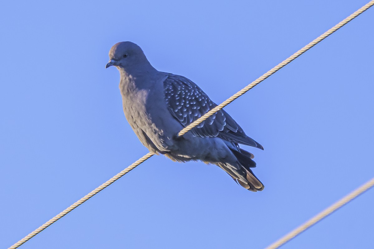 Spot-winged Pigeon - ML638019828