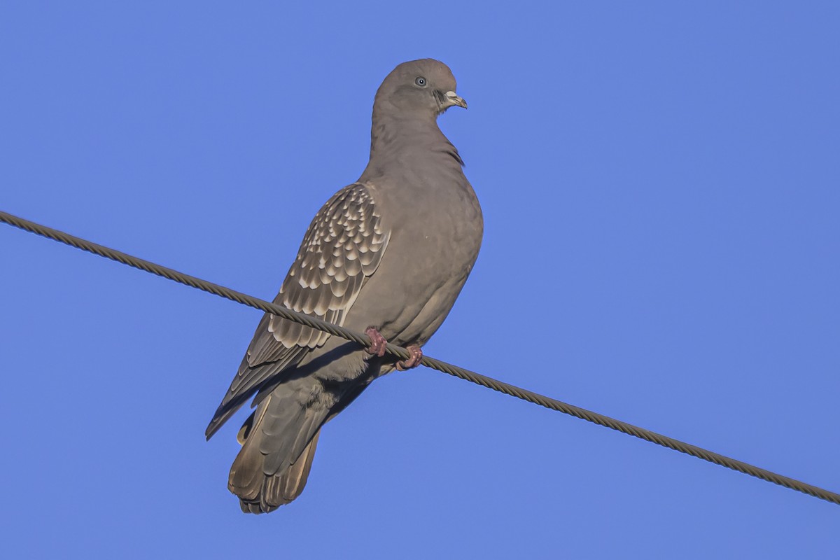 Spot-winged Pigeon - ML638019829