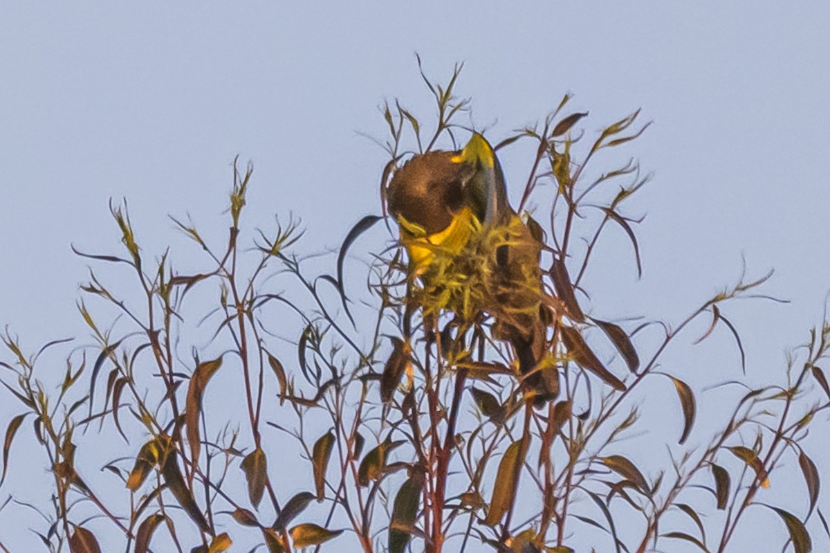 Brown-and-yellow Marshbird - ML638019847