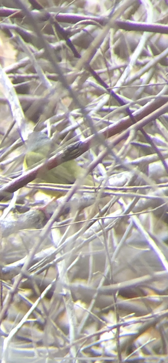 MacGillivray's Warbler - ML638019850