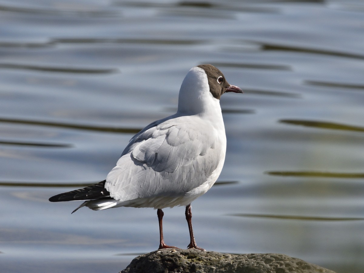 Black-headed Gull - ML638019860