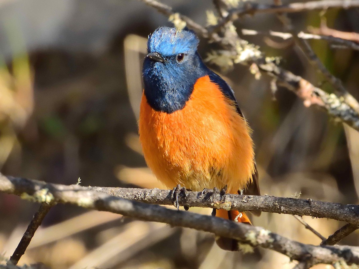 Blue-fronted Redstart - ML638019875